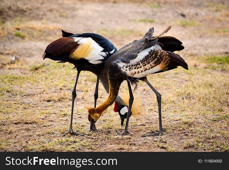 Two Black-white-and-red Birds