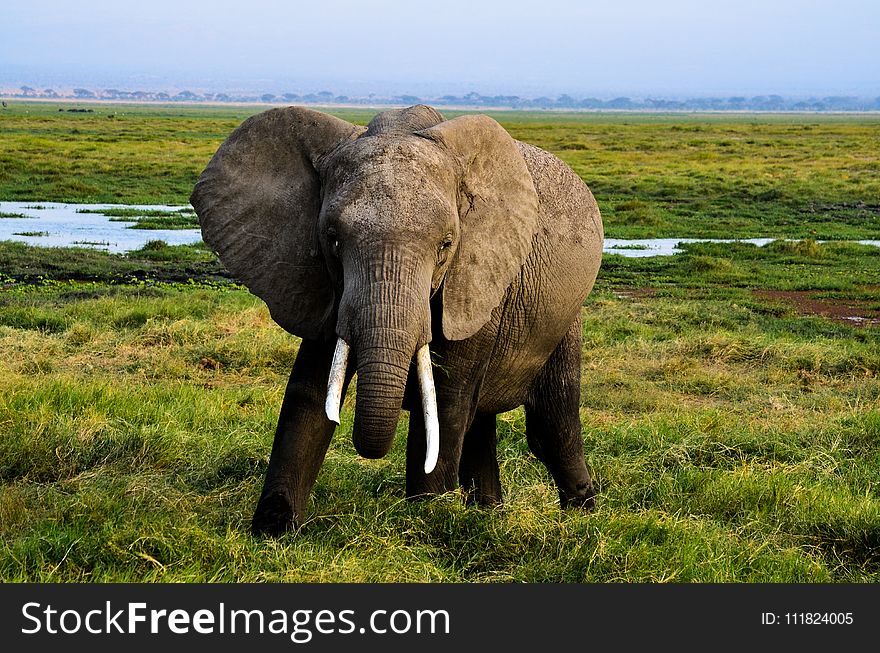 Gray Elephant on Green Grass