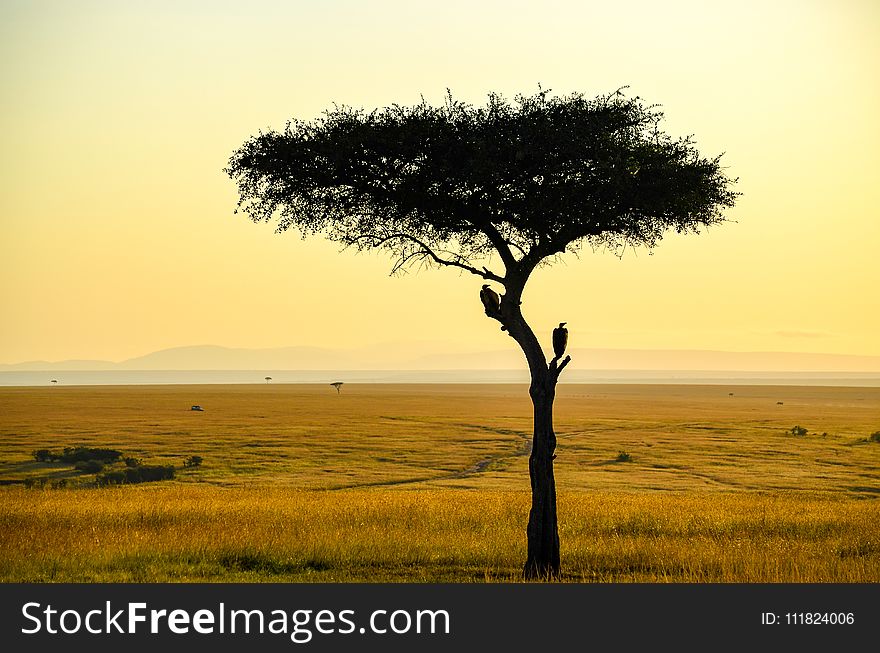 Silhouette Photo Of Tree