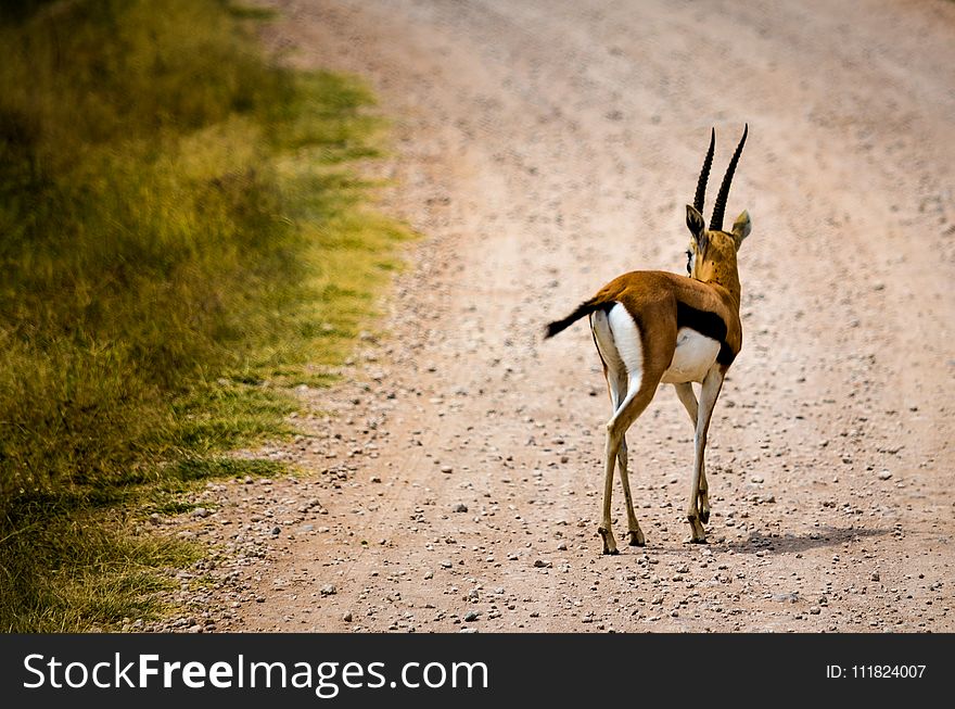 Brown Deer On Pathway