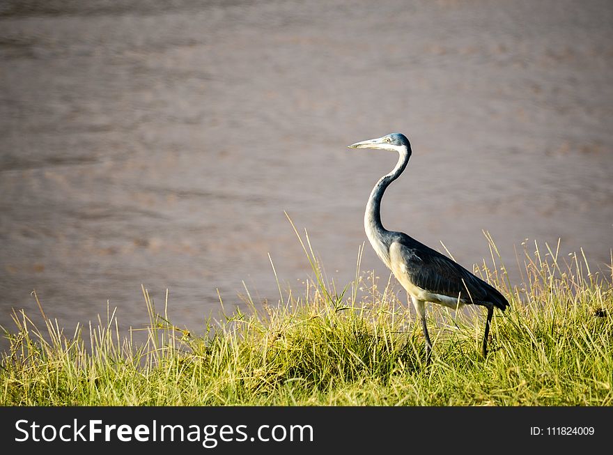 Black and White Bird Standing on Green Grass Beside Body of Water at Daytime