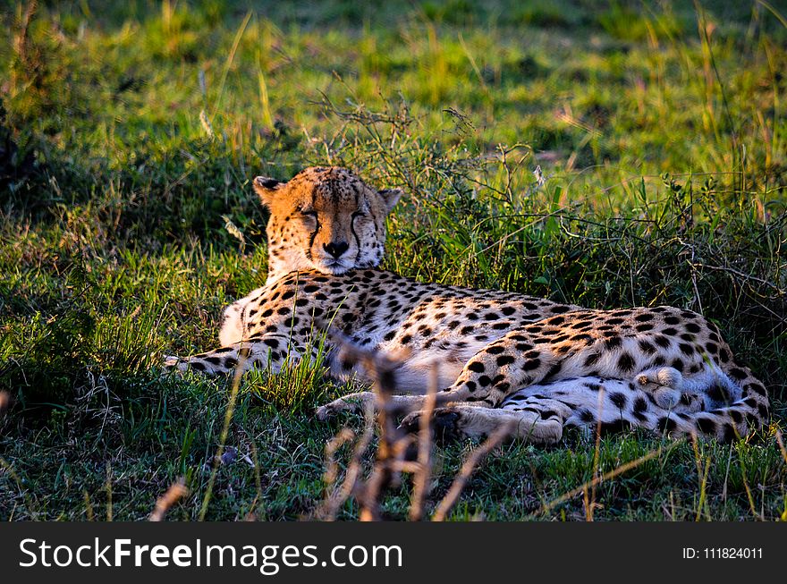 Leopard Lying On The Grass