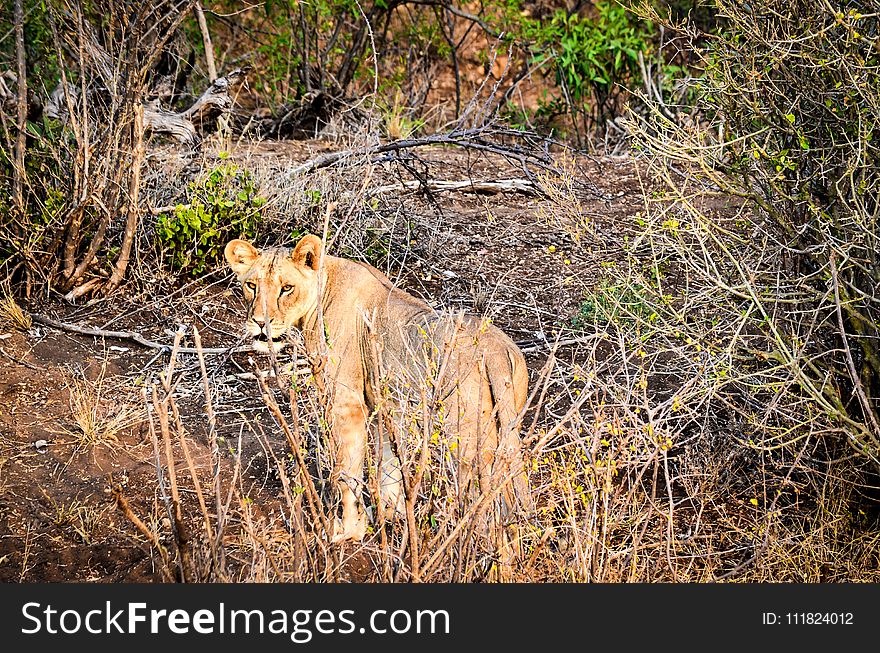 Lioness on Forest
