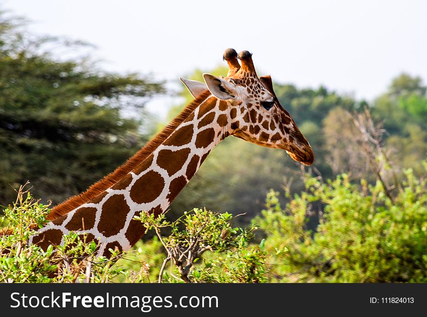 Giraffe&x27;s Head Rising Above Green Leaved Tree
