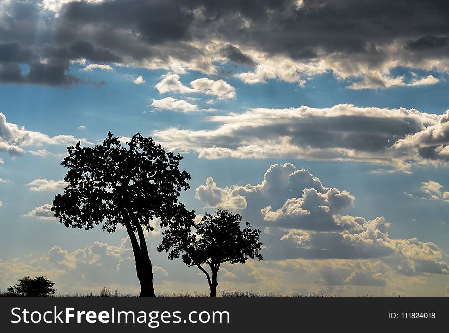 Silhouette Of Trees Under Cloudy Skies