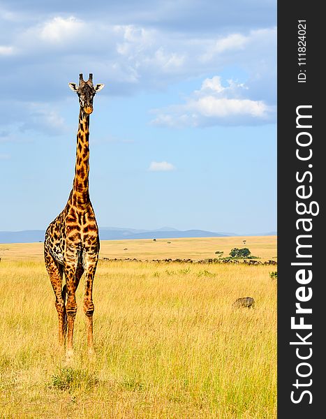Giraffe Standing On Grass
