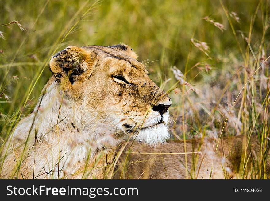 Photo Of Lioness