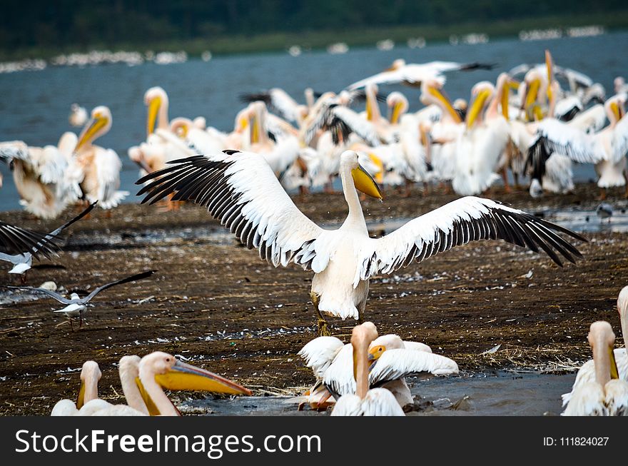 Flock of Pelicans in Seashore