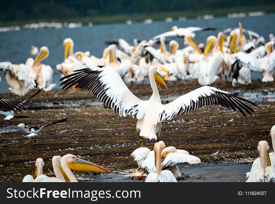 Flock Of Pelicans In Seashore