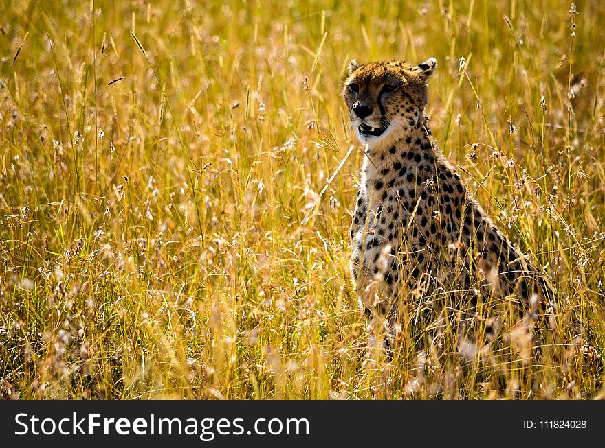 Photo Beige and Black Cheetah