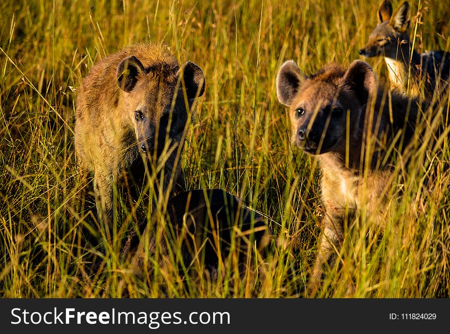 Three Hyena Animals On Grass Field
