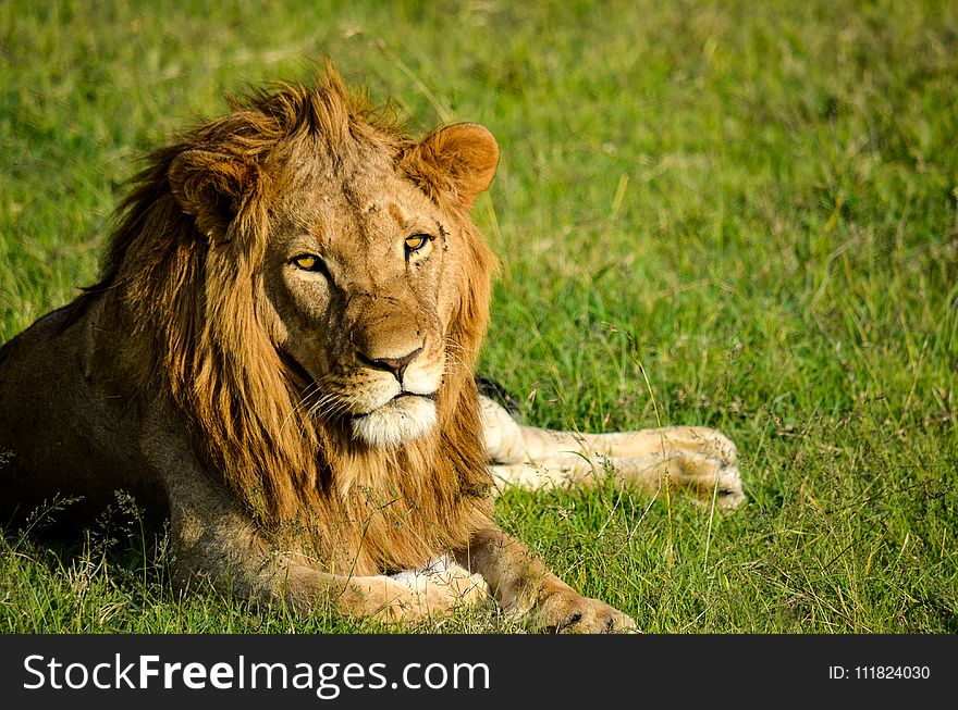 Lion on Green Grassland