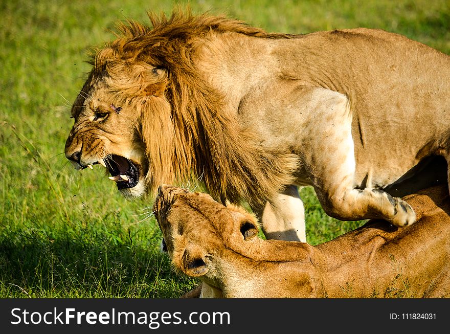 Lion Beside Lioness