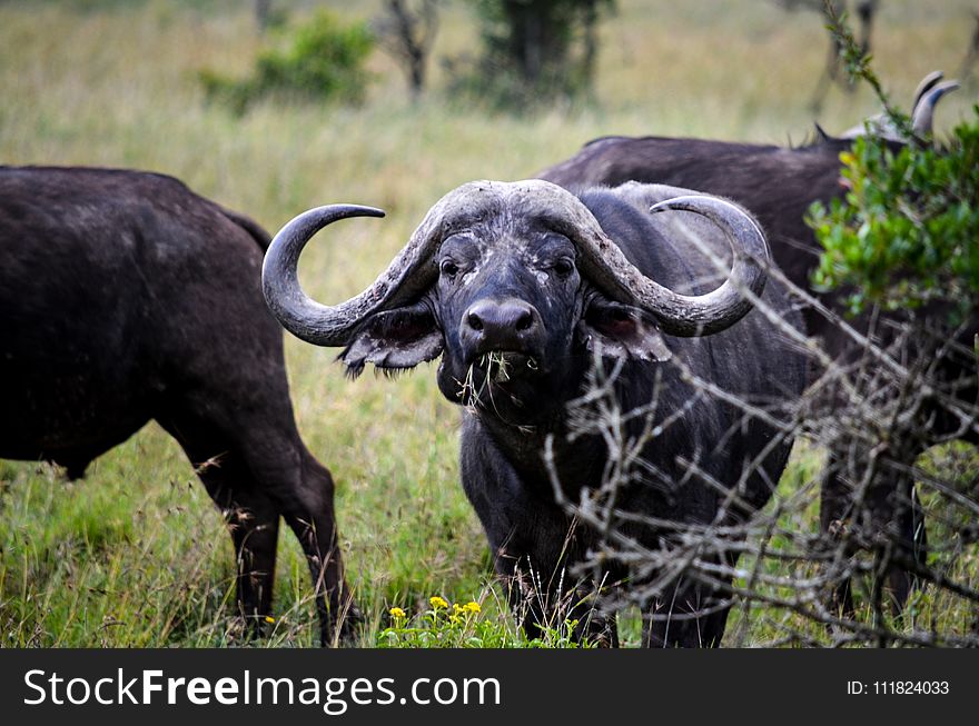 Three Black Water Buffalos