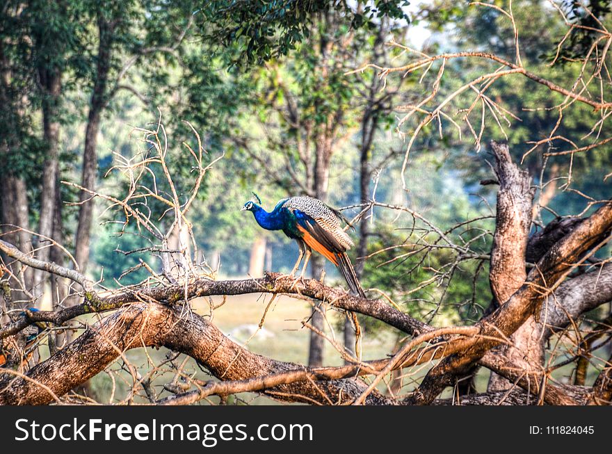 Peacock Perching on Tree
