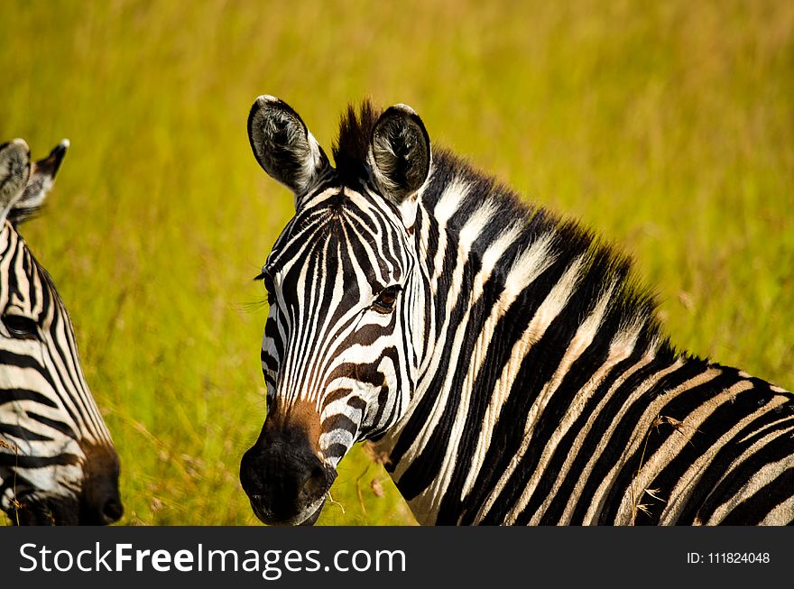 Focused Photo of Zebra