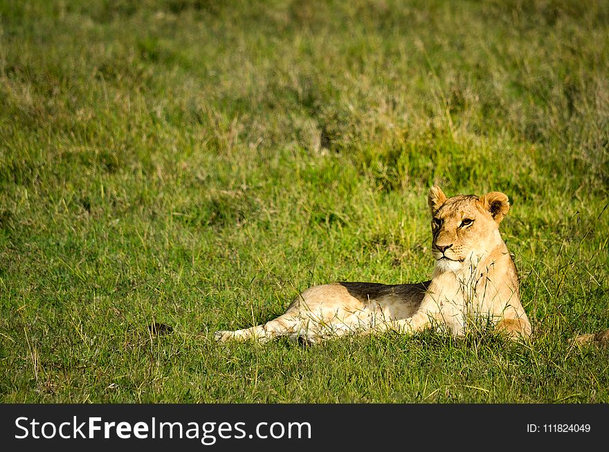 Lion Laying of Green Grass Field