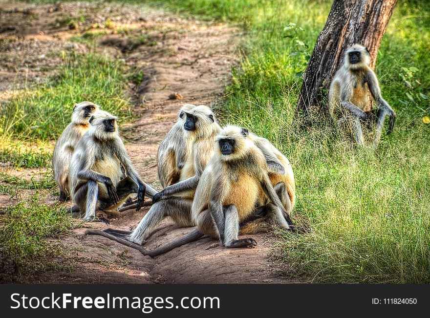 Group of Primates on Ground