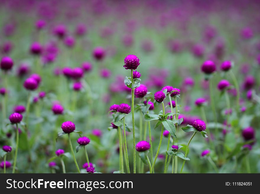 Photo Of Purple And Green Flowers