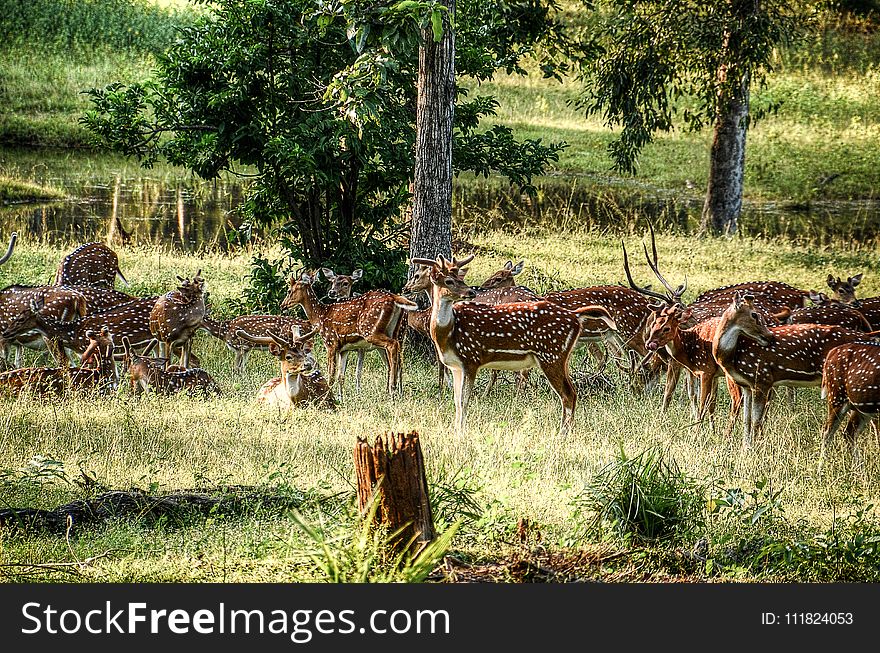 Group of Deer on Green Field at Daytime