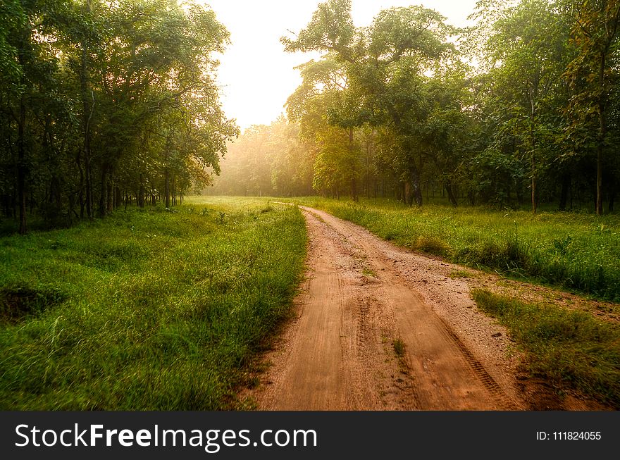 Road Surrounded With Trees