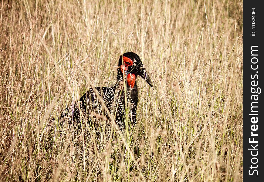 Red and Black Bird in the Middle of Grass