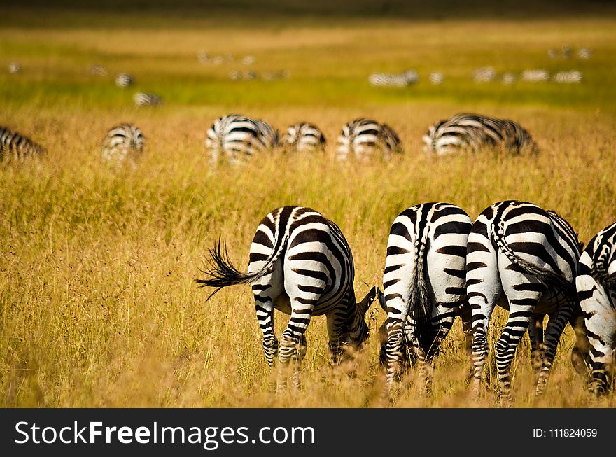 Zebras on Field