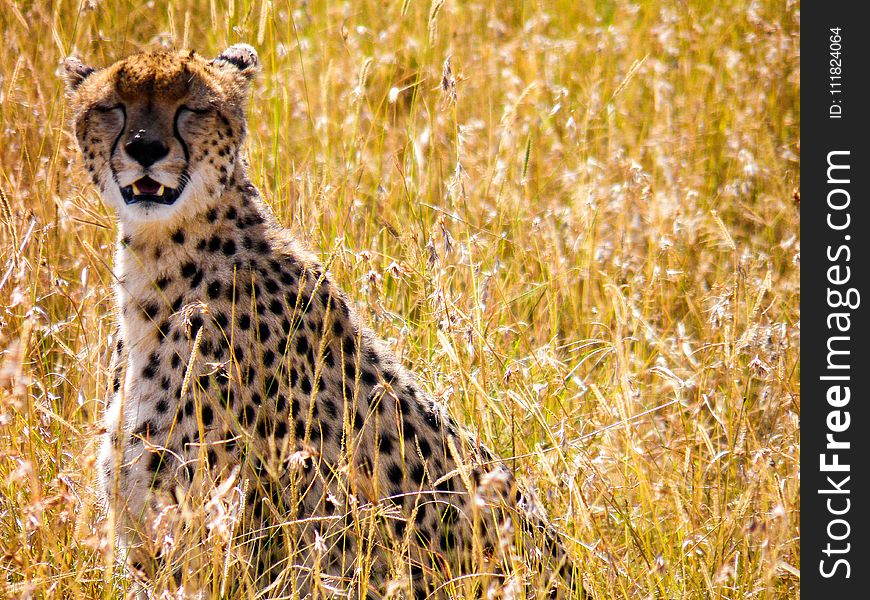 Photograph of Cheetah