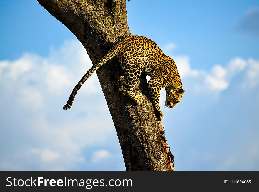 Leopard on Tree Trunk