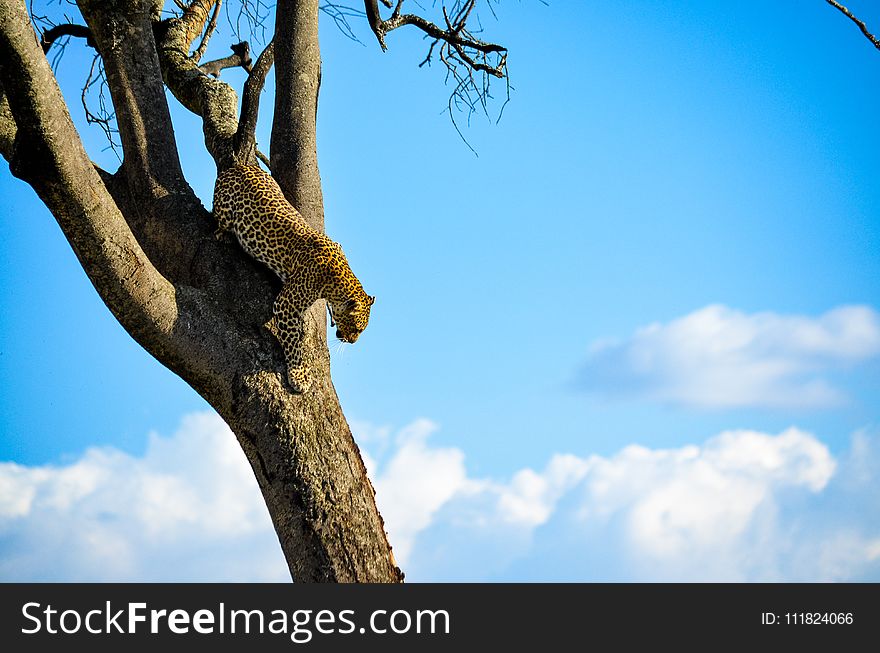 Cheetah On Brown Tree