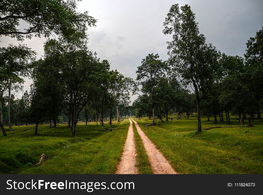 Green Grass Field And Trees