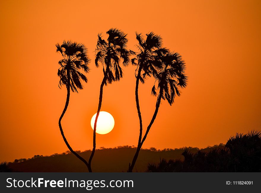 Silhouette Of Trees During Golden Hour