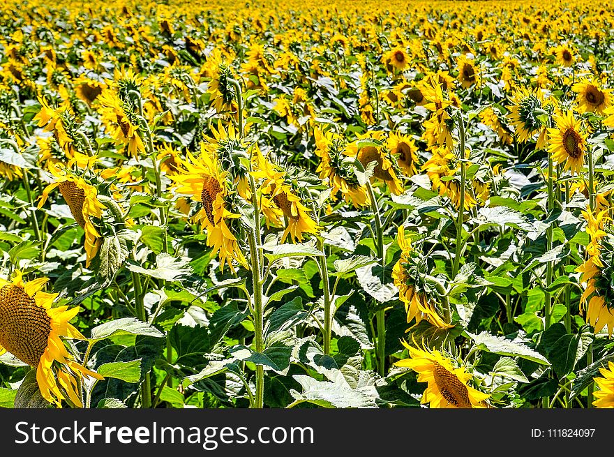 Sunflower Fields Under Sunlight