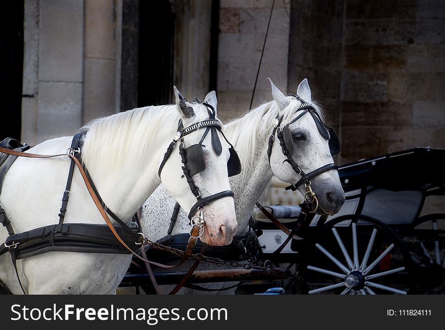 Photo of Two White Horse With Carriage