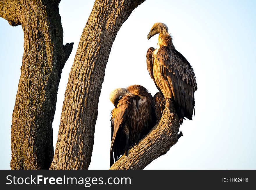 Two Brown Vultures Perched On Tree