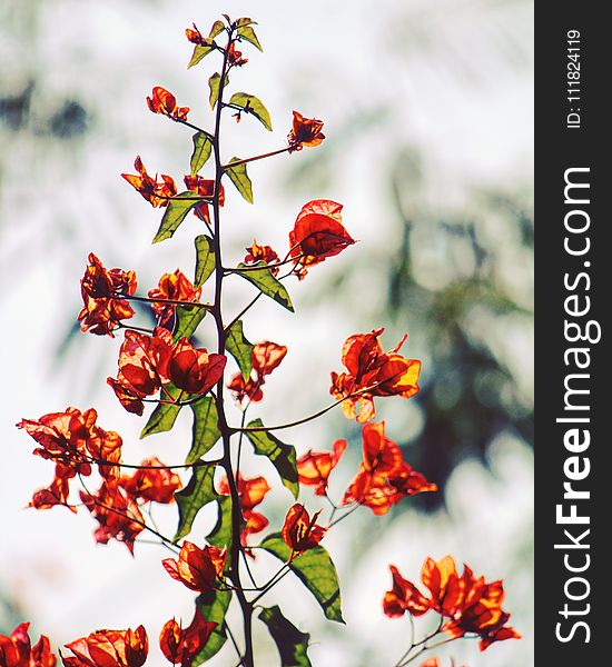 Orange Bougainvillea Flowers in Selective Focus Photography