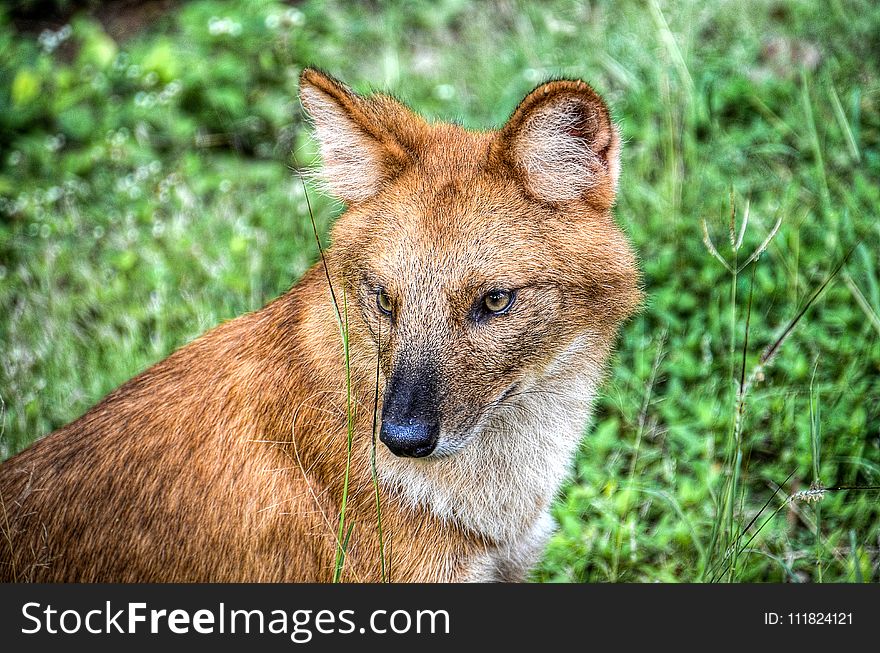 Brown Fox in the Grass
