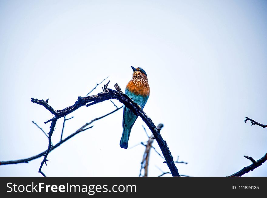 Blue and Brown Bird on Brand