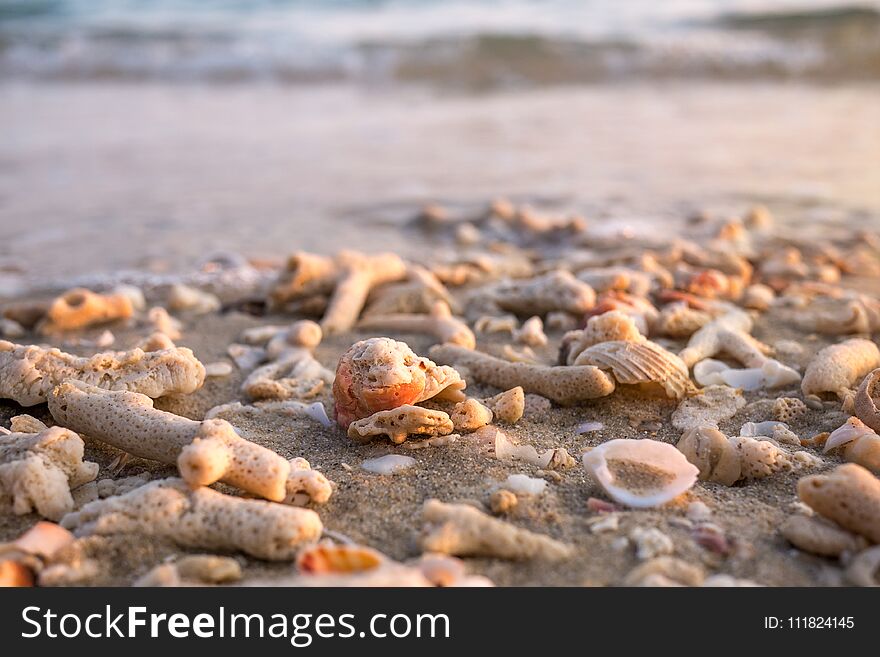 Sea shells and coral fragments on sandy beach in morning warm sunlight sea summer background, close-up.