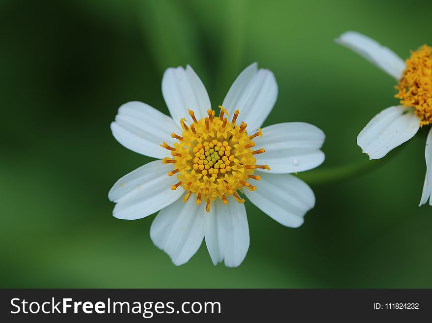 Two White Flowers