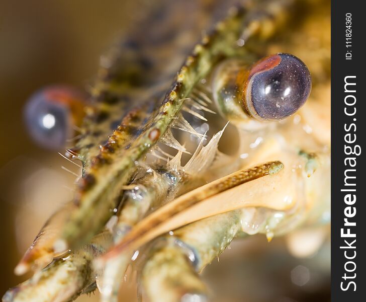 Crayfish, close-up eyes . In the park in nature
