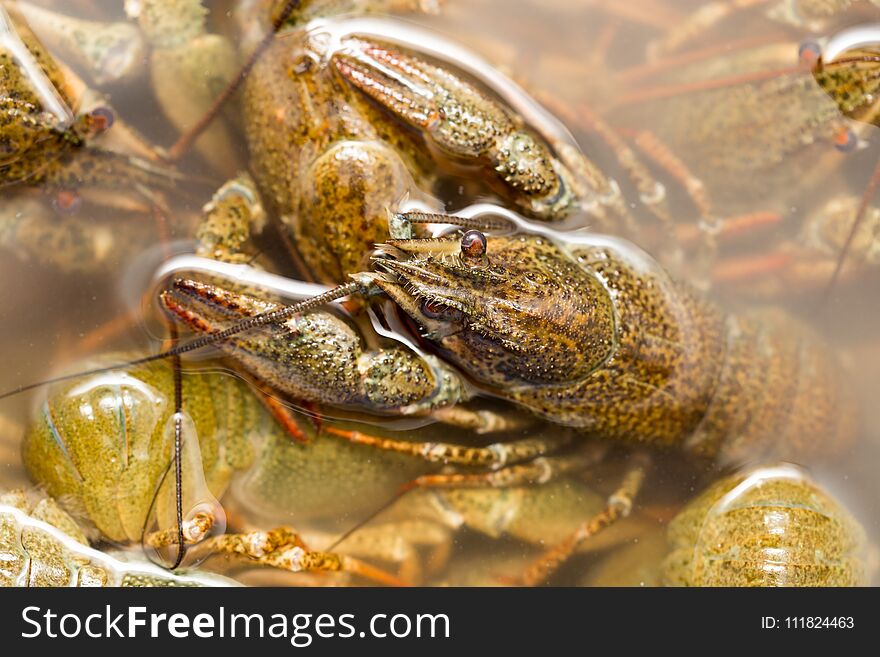 Live crayfish in the water as a background .