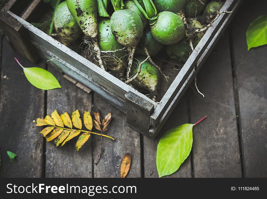 Harvested green turnip in wooden crate. Selective focus.
