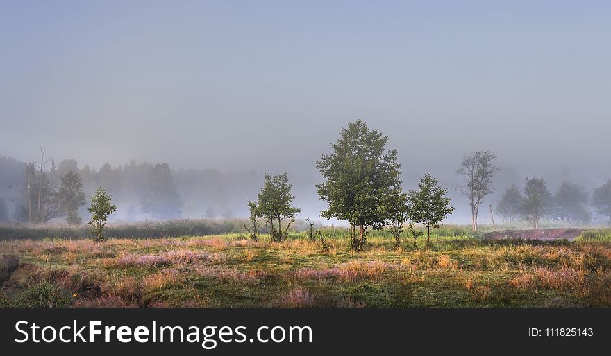 Lonely trees on green misty meadow illuminated by sunlight in the morning. The landscape of the morning summer nature in foggy early morning. A peaceful picturesque place at outdoor