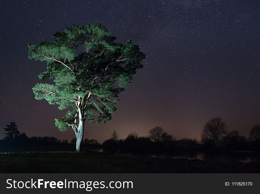 Night landscape of tree and starry sky. Starry night over large tree on shore of river.