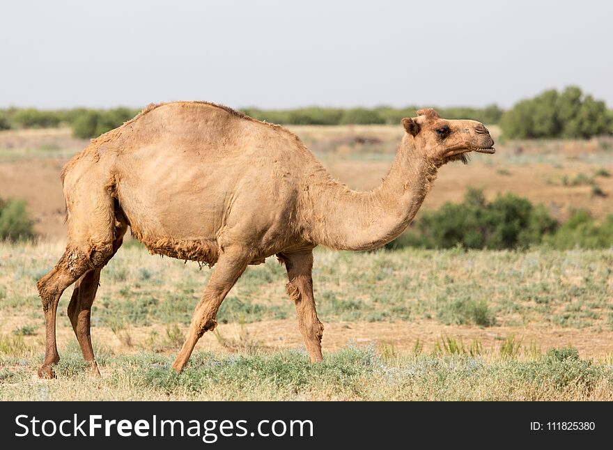 Portrait of a camel in nature . In the park in nature