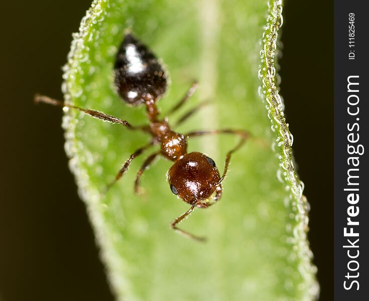 Ant in nature. macro