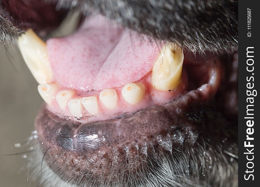 Big teeth at the black dog. macro .