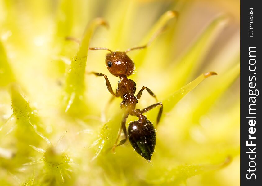 Ant in nature. macro