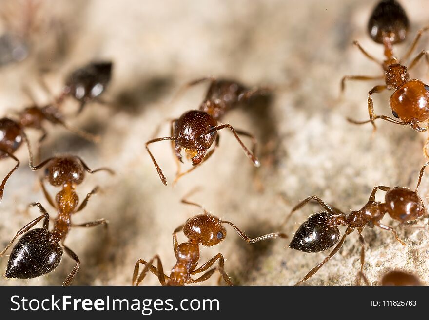 Ant on the ground. macro . In the park in nature